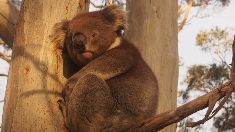 Animals Wildlife Nature