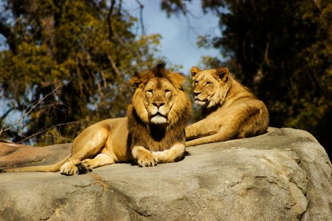 Animals Wildlife Nature