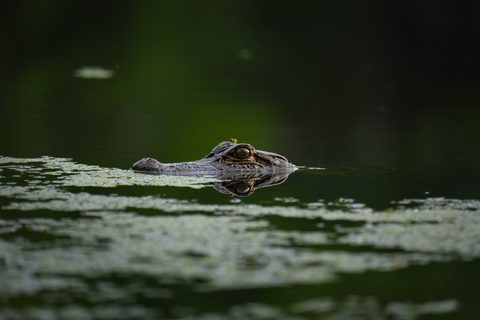 Animals Wildlife Nature