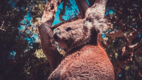 Animals Wildlife Nature