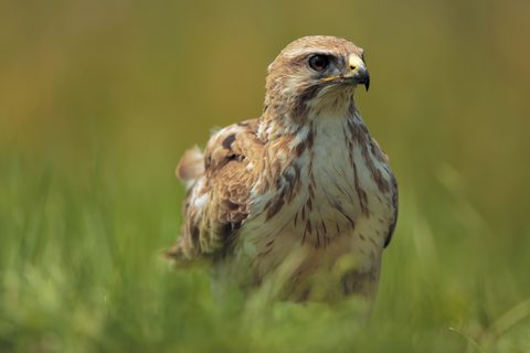 Animals Wildlife Nature