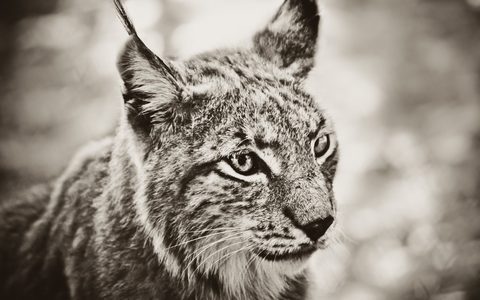 Animals Wildlife Nature