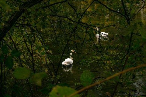 Animals Wildlife Nature