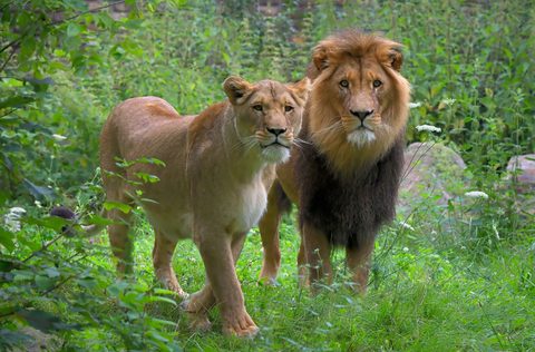 Animals Wildlife Nature