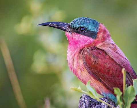 Animals Wildlife Nature