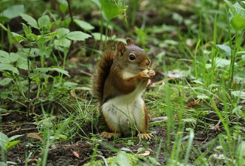 Animals Wildlife Nature