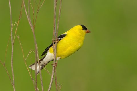 Animals Wildlife Nature
