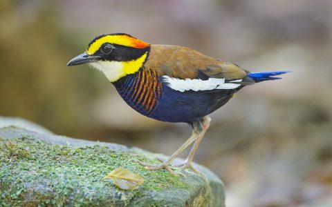 Animals Wildlife Nature