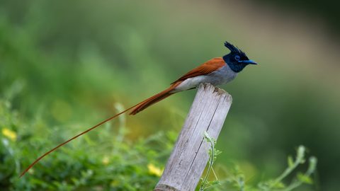 Animals Wildlife Nature