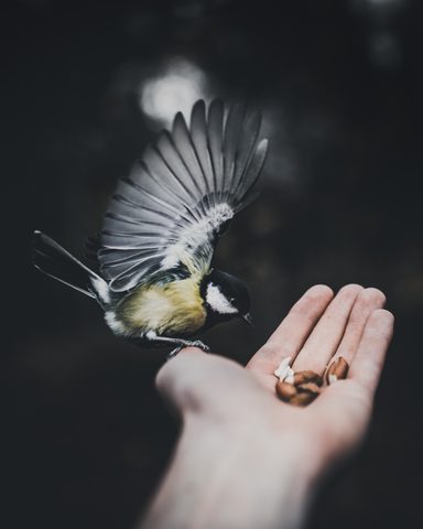 Animals Wildlife Nature