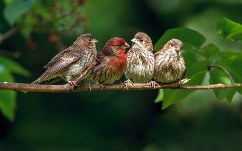 Animals Wildlife Nature