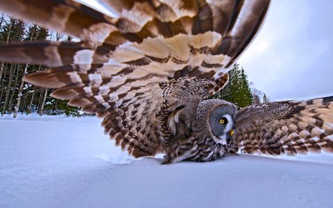 Animals Wildlife Nature