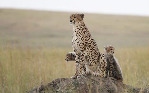 Animals Wildlife Nature