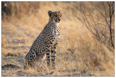 Animals Wildlife Nature