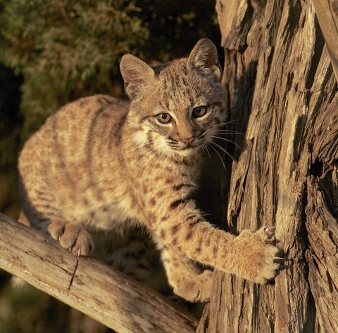 Animals Wildlife Nature