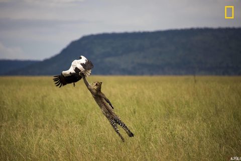 Animals Wildlife Nature
