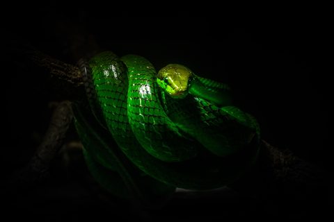 Animals Wildlife Nature