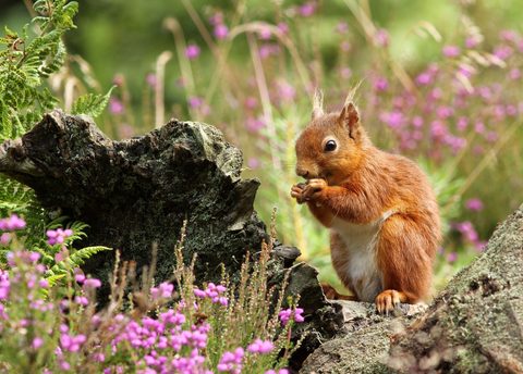 Animals Wildlife Nature