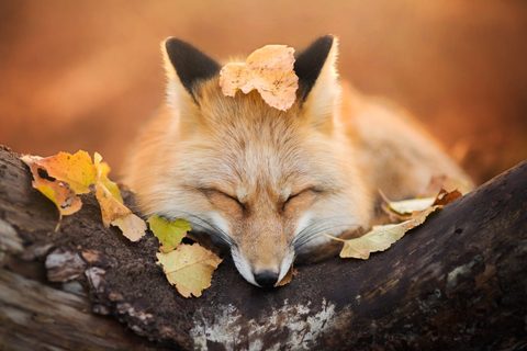 Animals Wildlife Nature