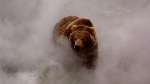 Animals Wildlife Nature