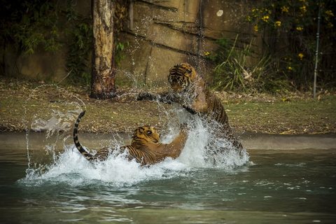 Animals Wildlife Nature