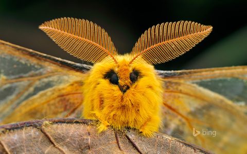 Animals Wildlife Nature