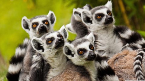 Animals Wildlife Nature