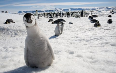 Animals Wildlife Nature