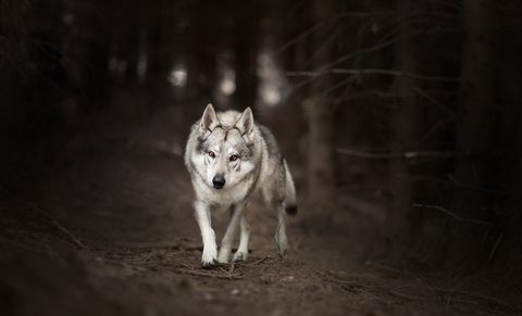 Animals Wildlife Nature