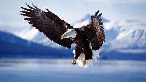 Animals Wildlife Nature