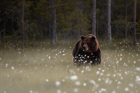 Animals Wildlife Nature