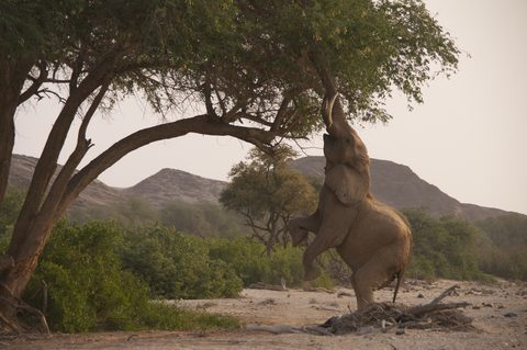 Animals Wildlife Nature