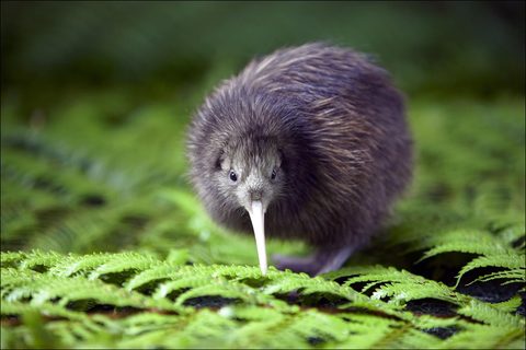 Animals Wildlife Nature