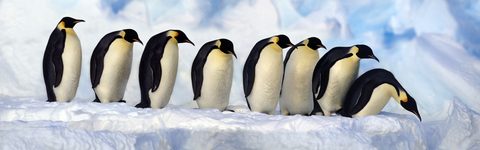 Animals Wildlife Nature