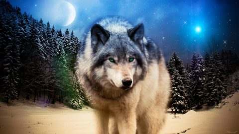 Animals Wildlife Nature