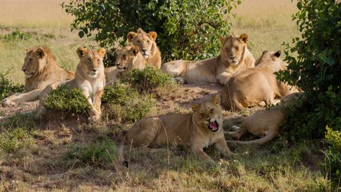 Animals Wildlife Nature
