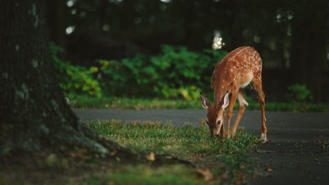 Animals Wildlife Nature