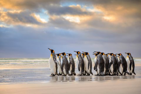 Animals Wildlife Nature