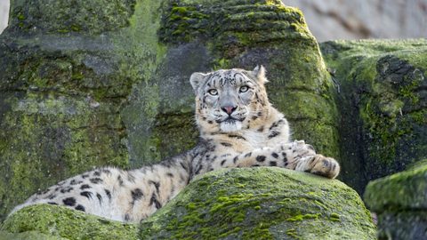 Animals Wildlife Nature