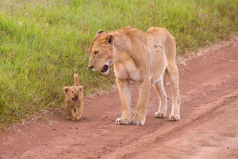 Animals Wildlife Nature