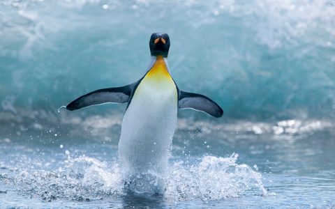 Animals Wildlife Nature
