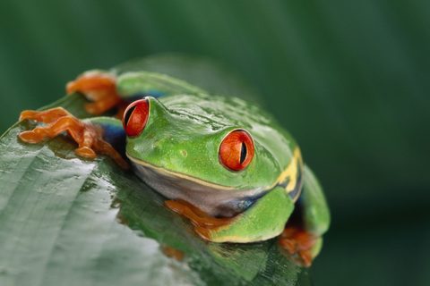 Animals Wildlife Nature