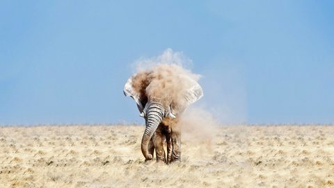 Animals Wildlife Nature