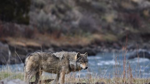 Animals Wildlife Nature