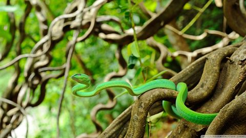 Animals Wildlife Nature