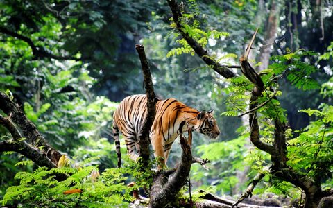 Animals Wildlife Nature