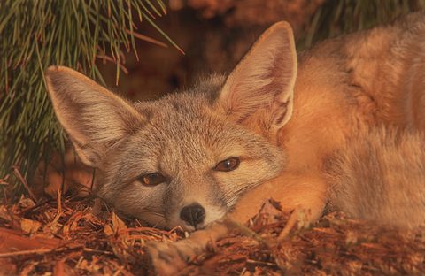 Animals Wildlife Nature
