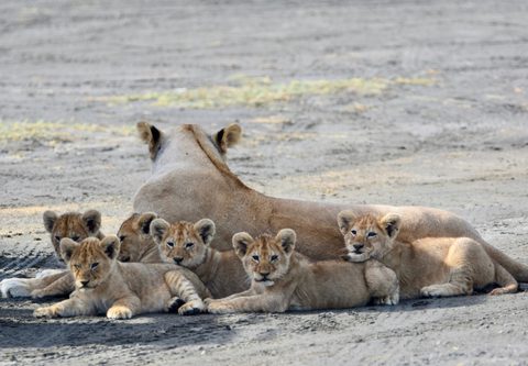 Animals Wildlife Nature
