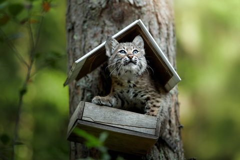 Animals Wildlife Nature