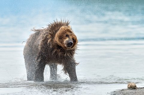 Animals Wildlife Nature